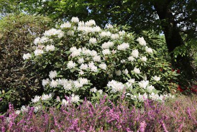 Rhododendron - pěnišník - květy (4)